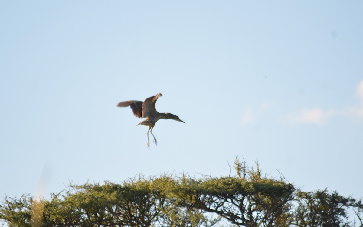 Black-crowned Night Heron - ML646811143