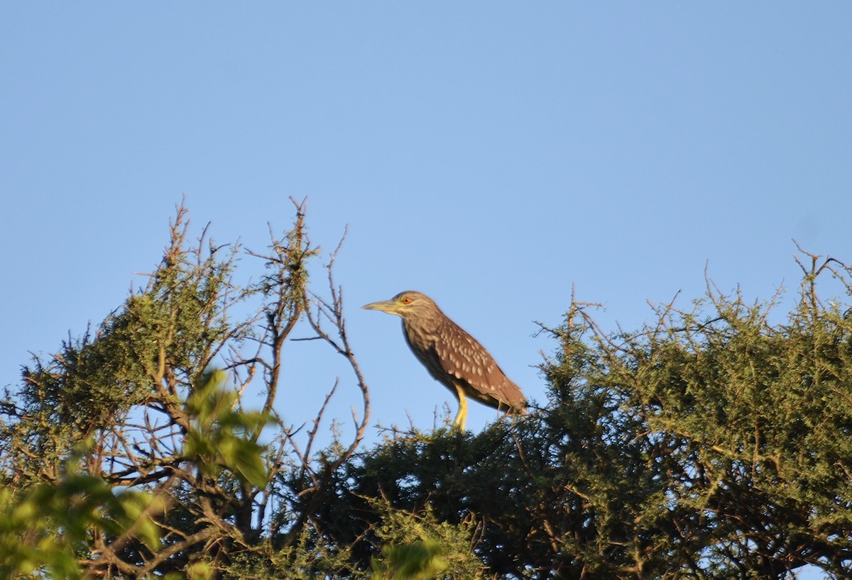 ゴイサギ - ML646811144