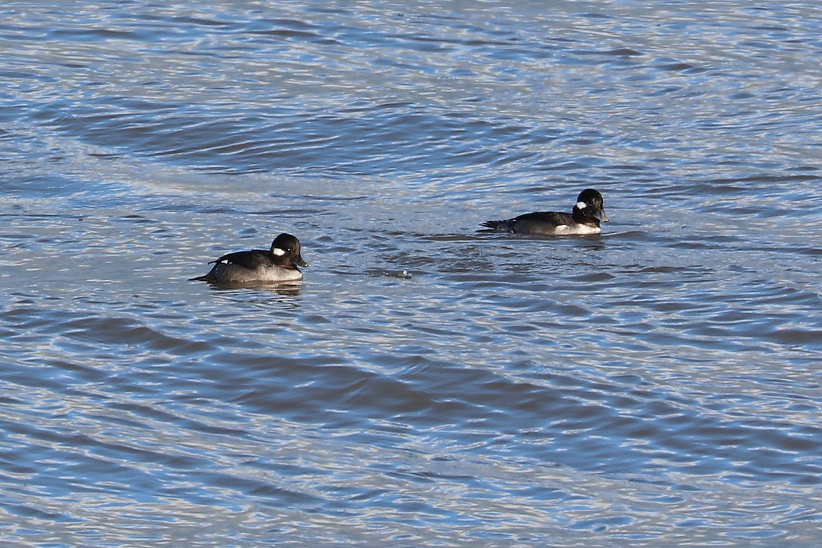 Bufflehead - ML646811148