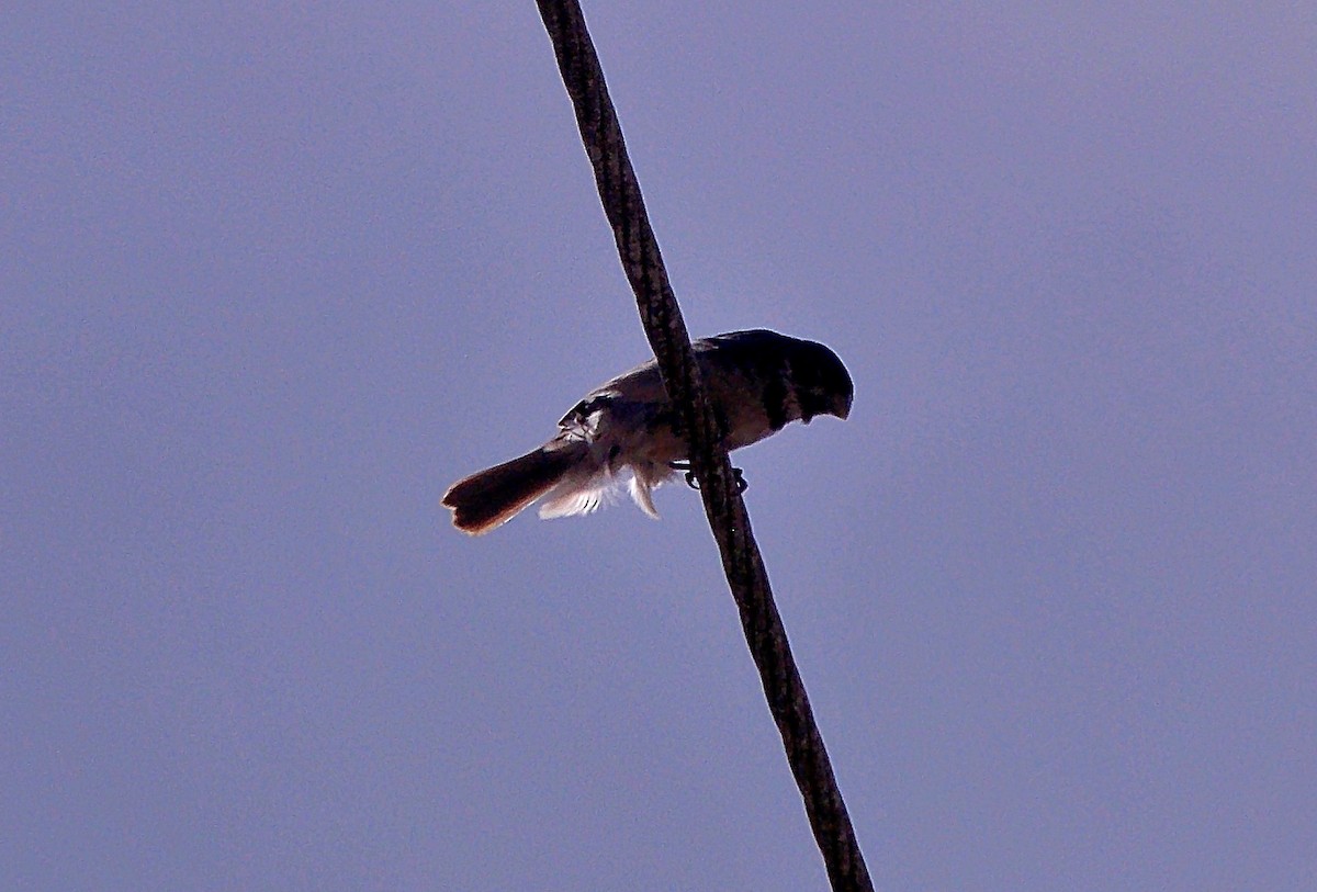 Double-collared Seedeater - ML646811149