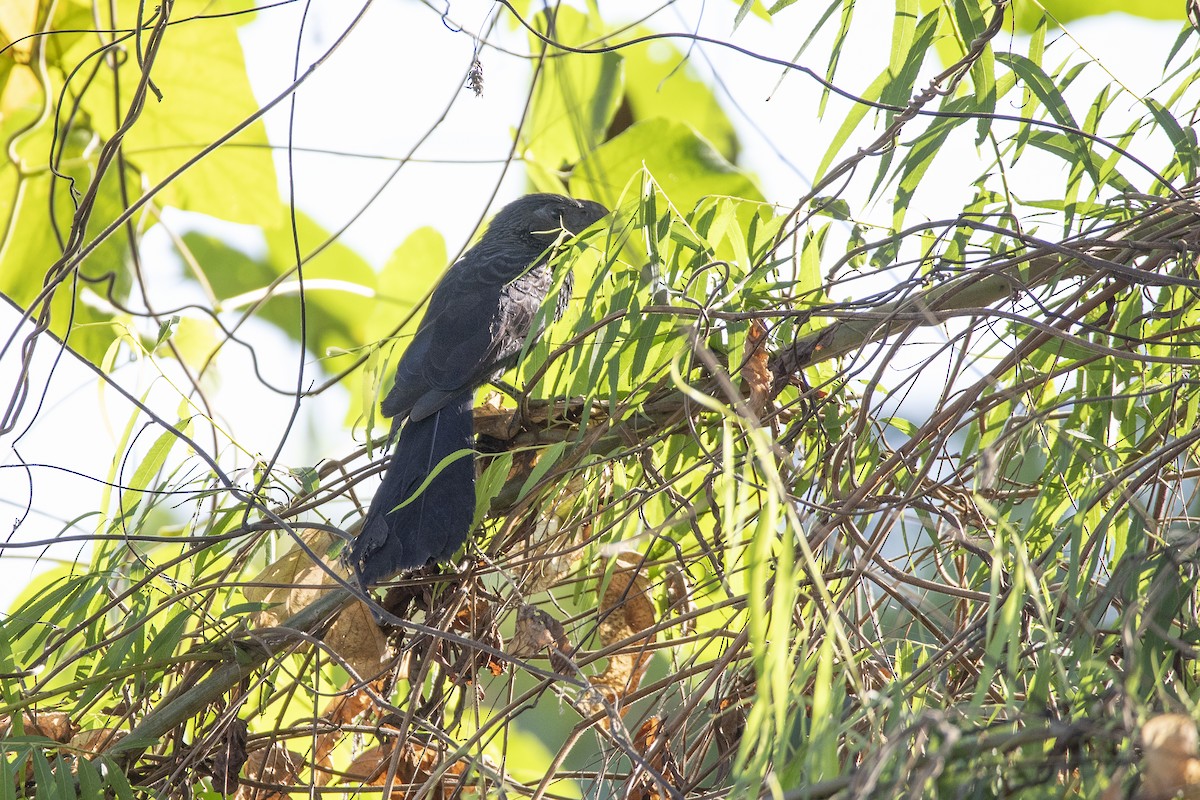 Groove-billed Ani - ML646811151