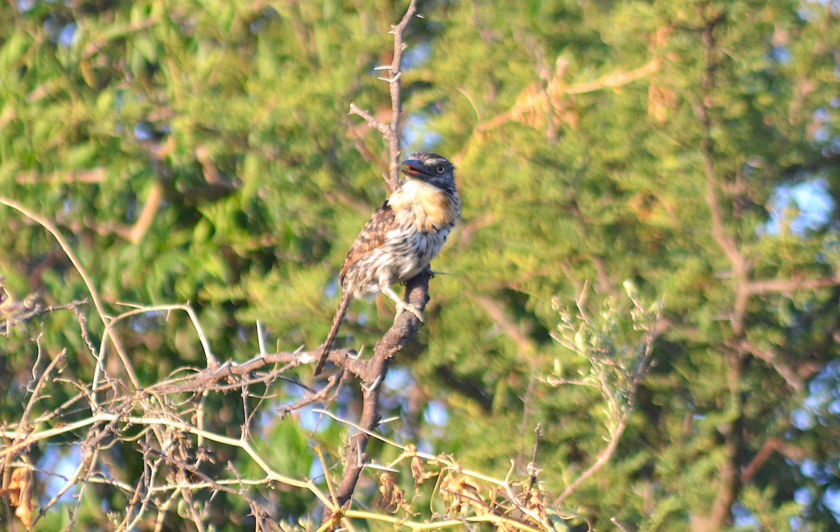 Spot-backed Puffbird - ML646811152