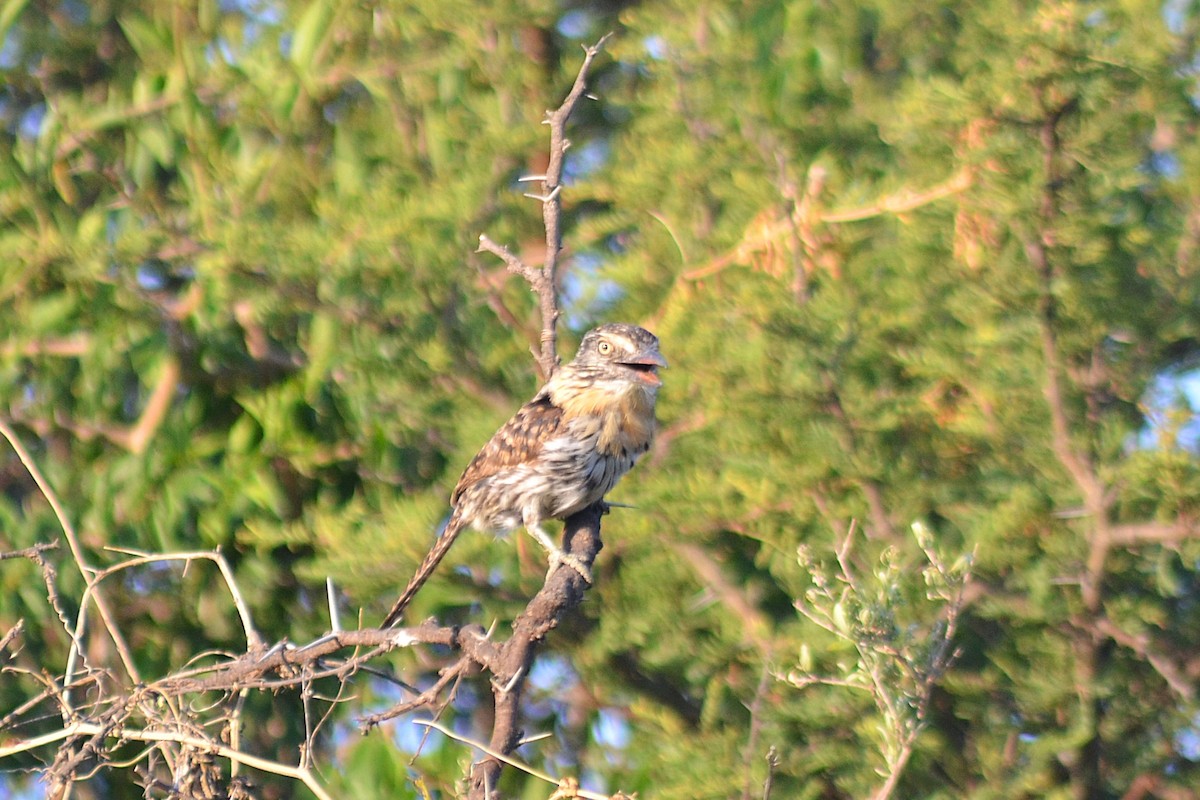 セボシオオガシラ - ML646811153