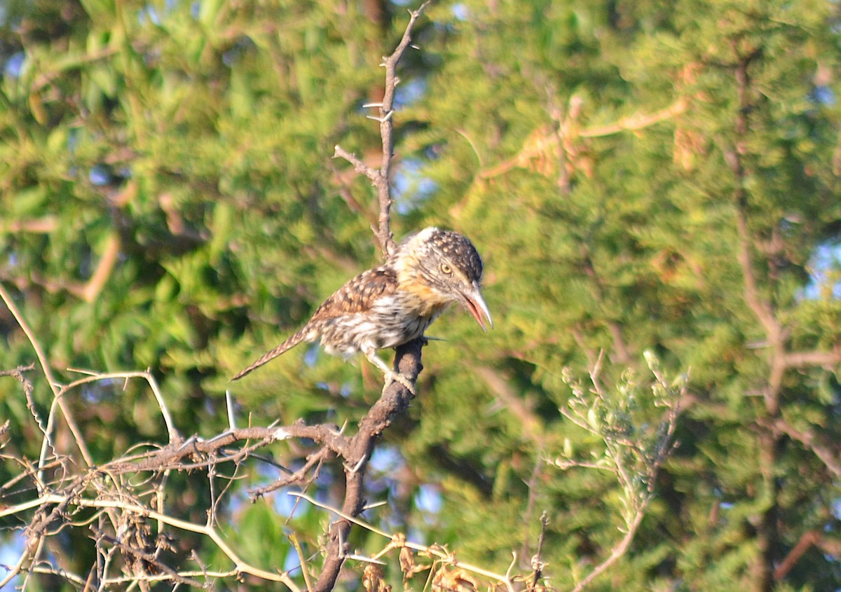 Spot-backed Puffbird - ML646811154