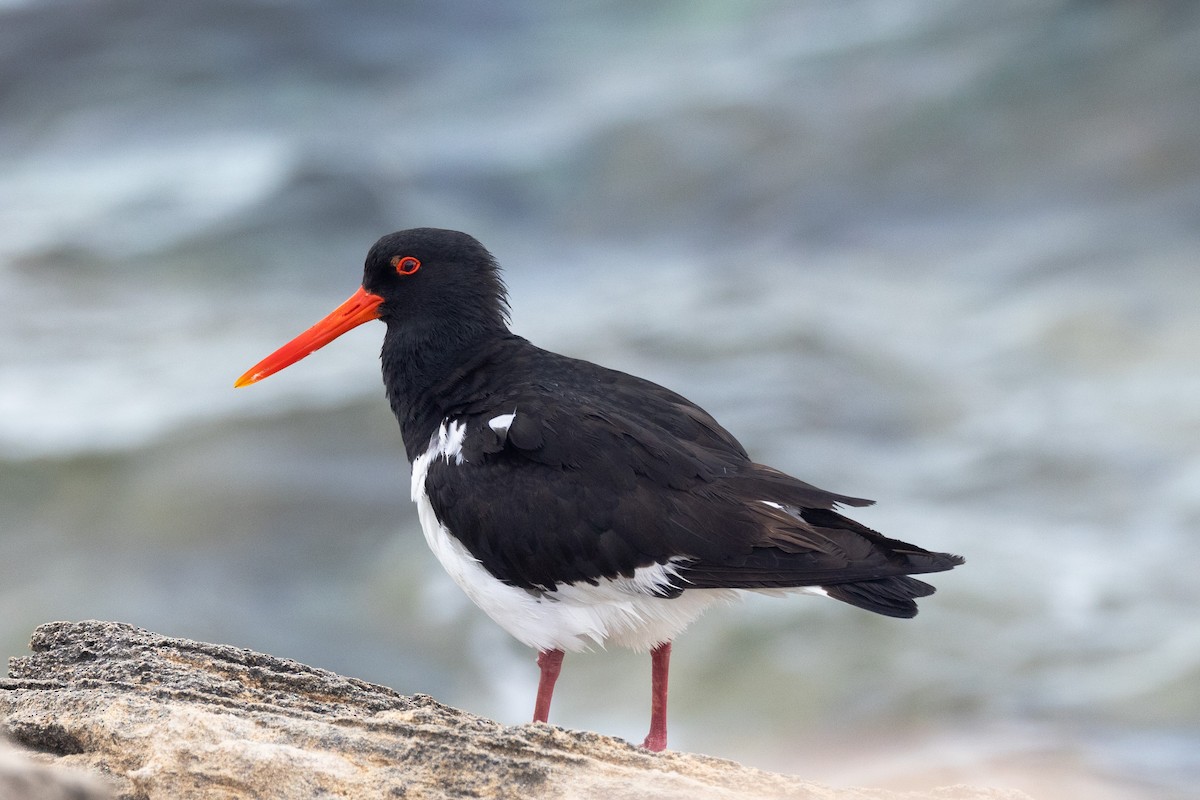 Pied Oystercatcher - ML646811155