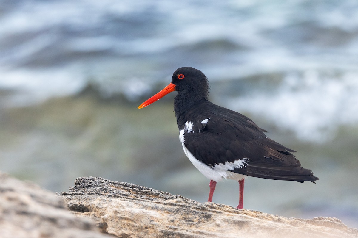 Pied Oystercatcher - ML646811156