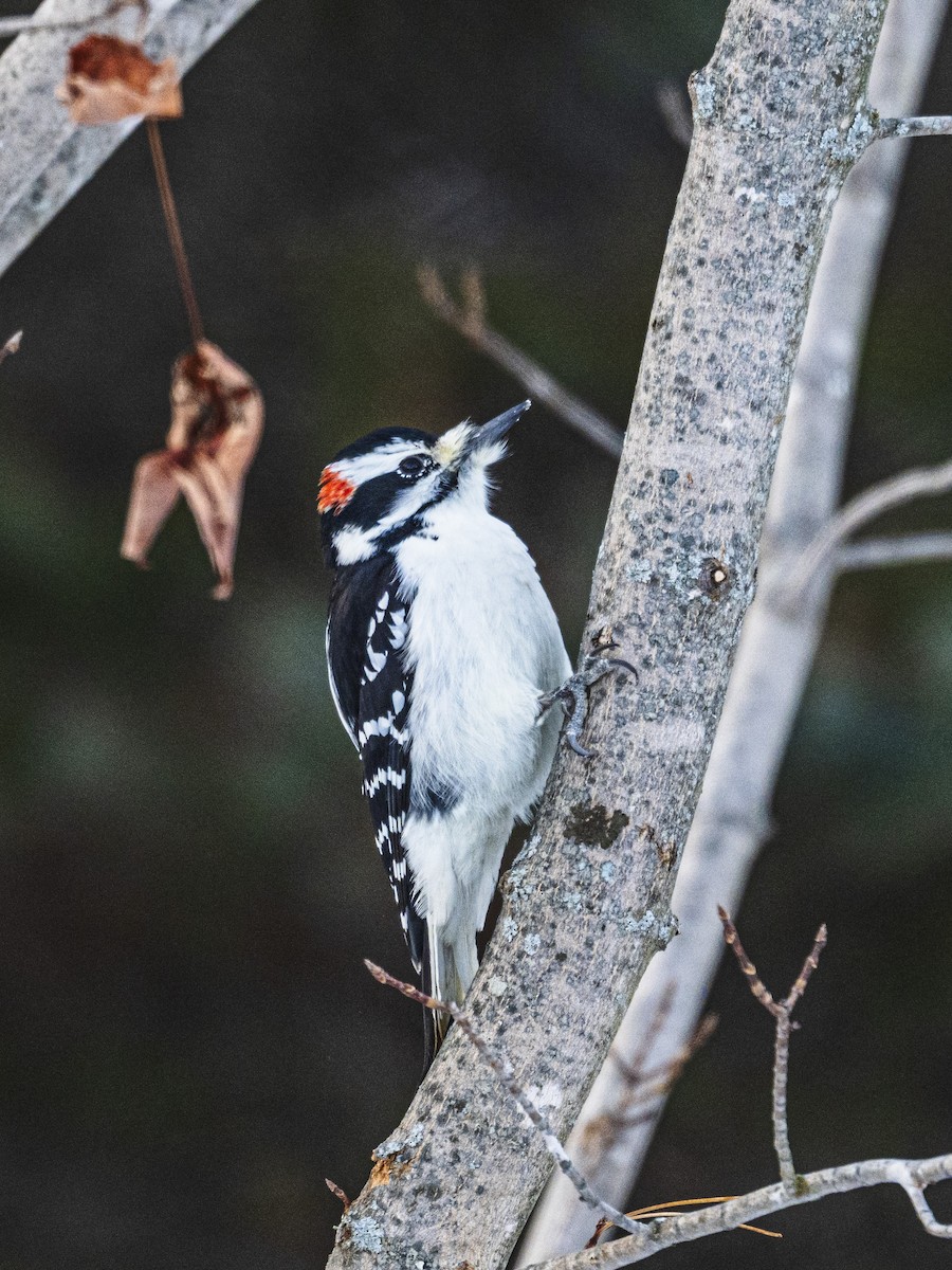 Hairy Woodpecker - ML646811158