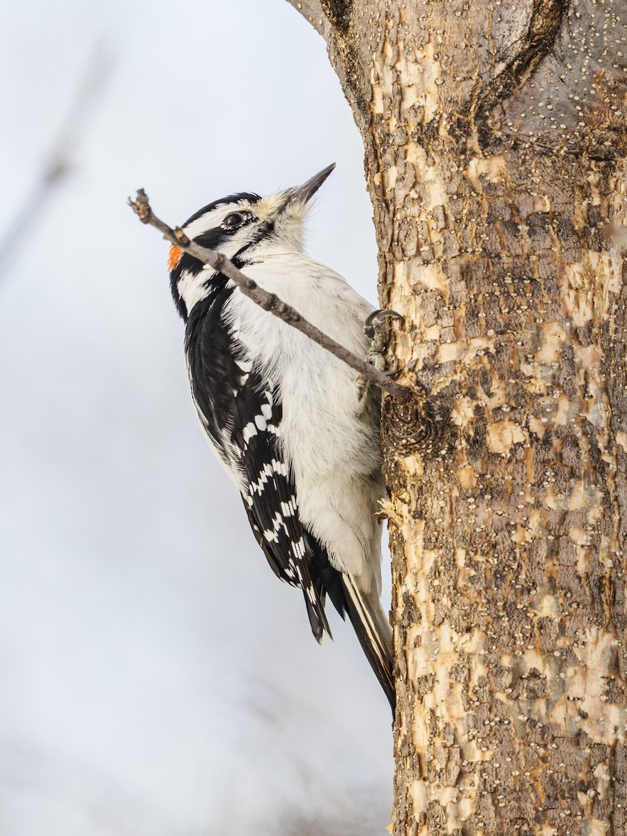 Hairy Woodpecker - ML646811159