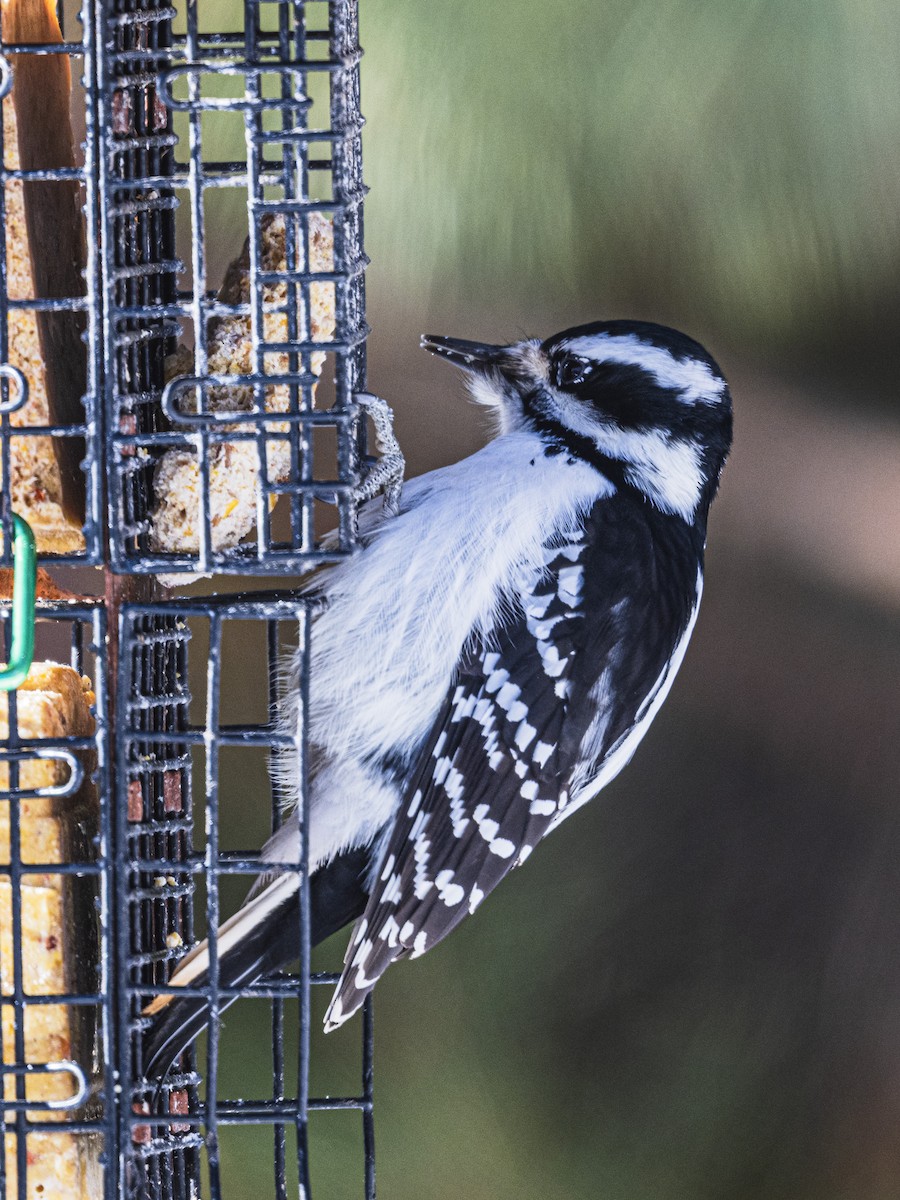Hairy Woodpecker - ML646811160