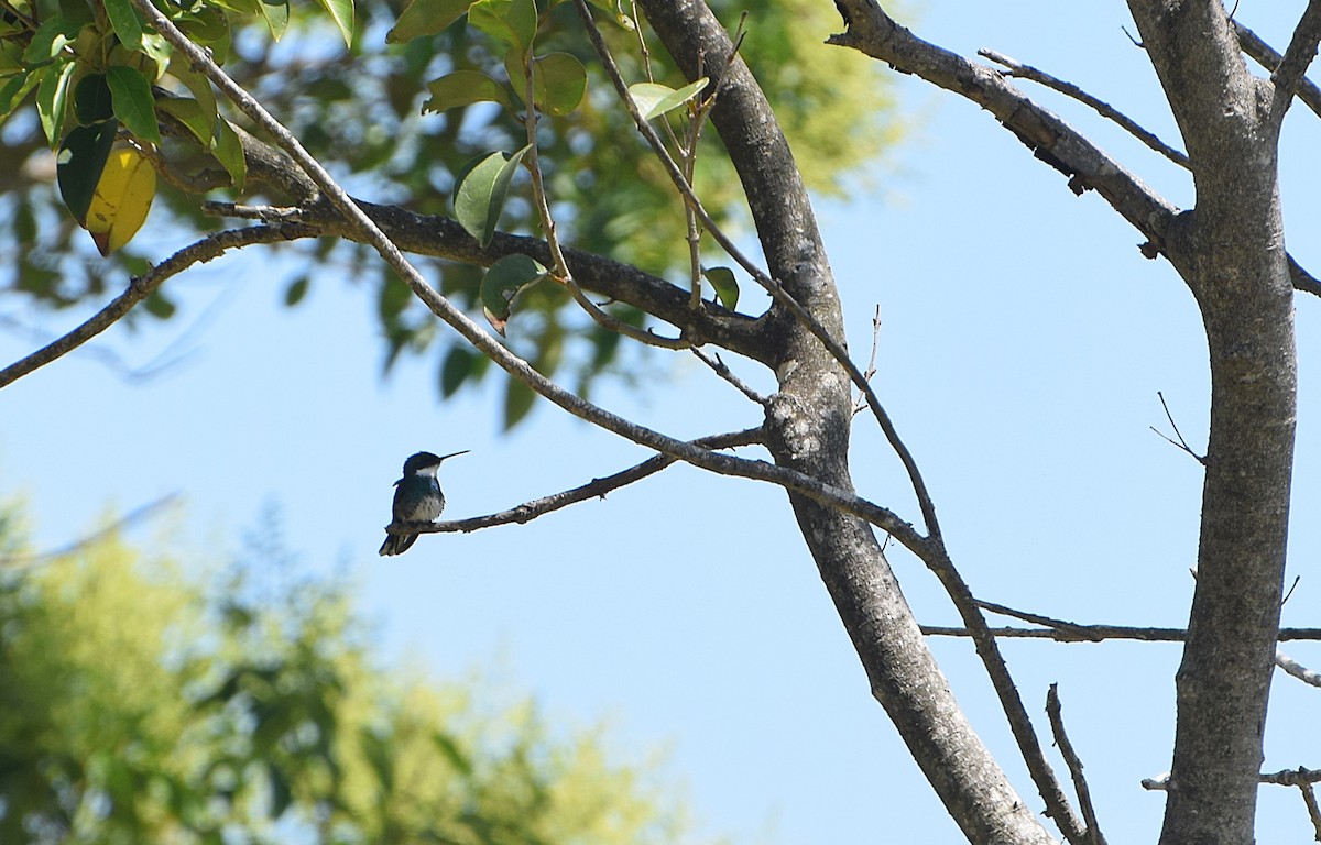 White-throated Hummingbird - ML646811163