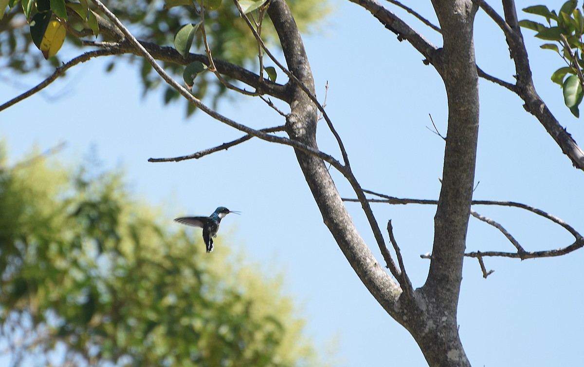 White-throated Hummingbird - ML646811164