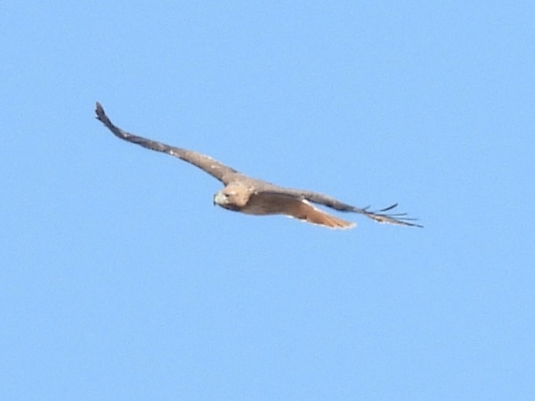 Red-tailed Hawk - ML646811165