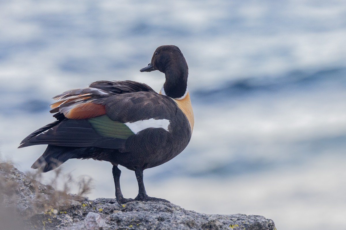 Paita australiarra - ML646811166