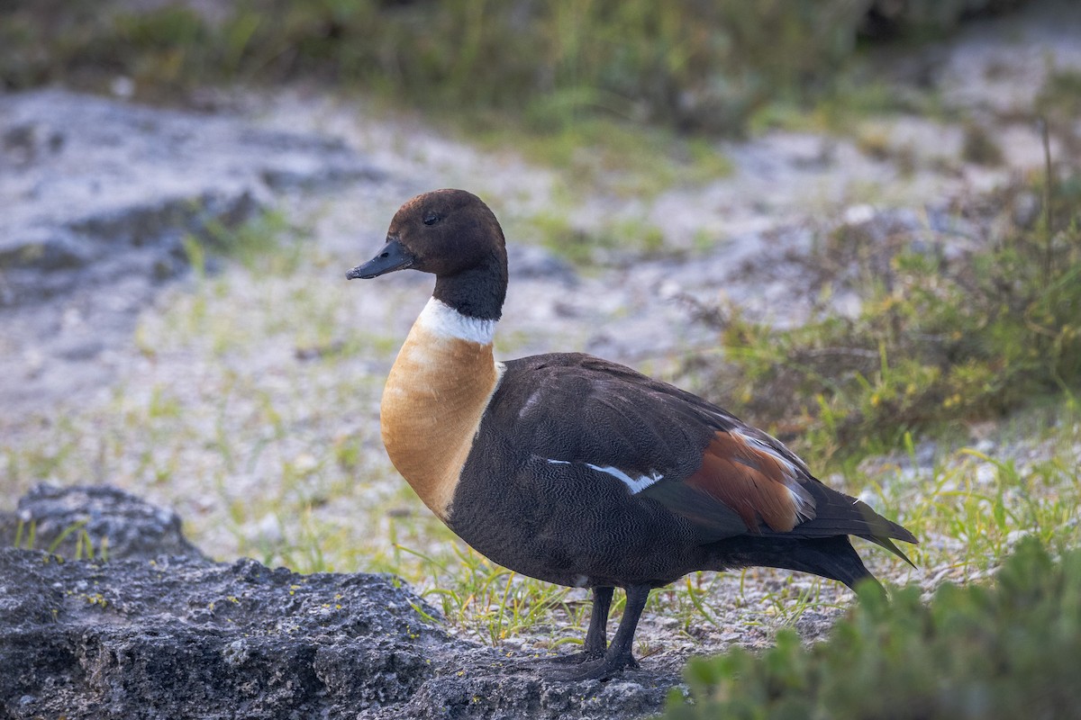 Paita australiarra - ML646811168