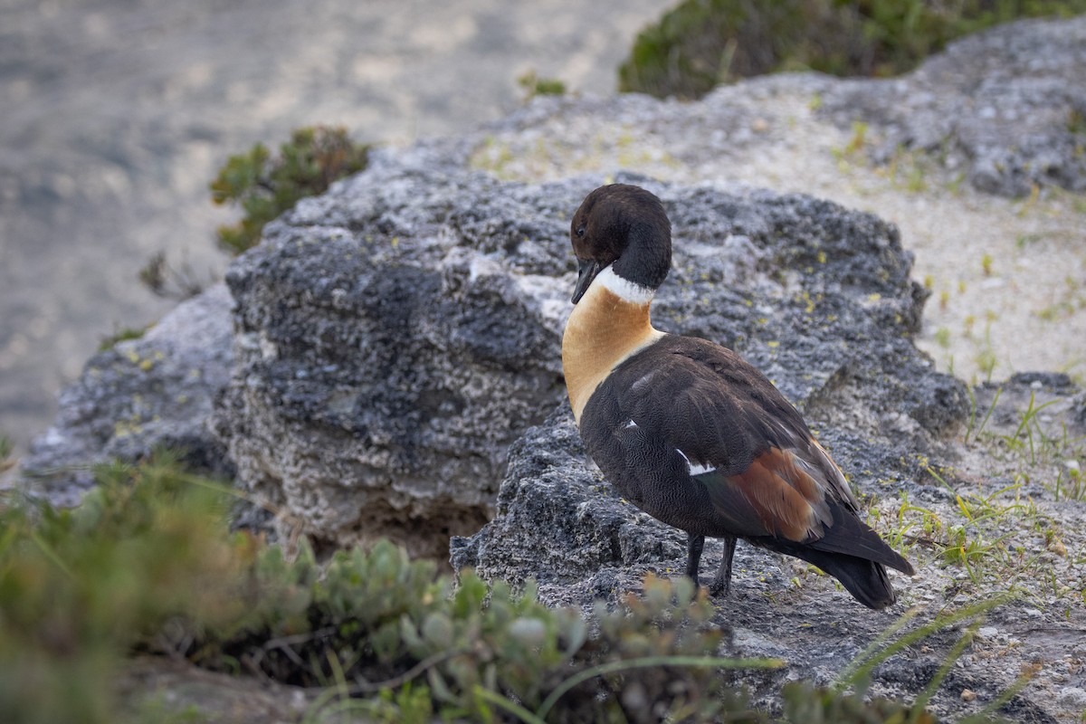 Paita australiarra - ML646811169