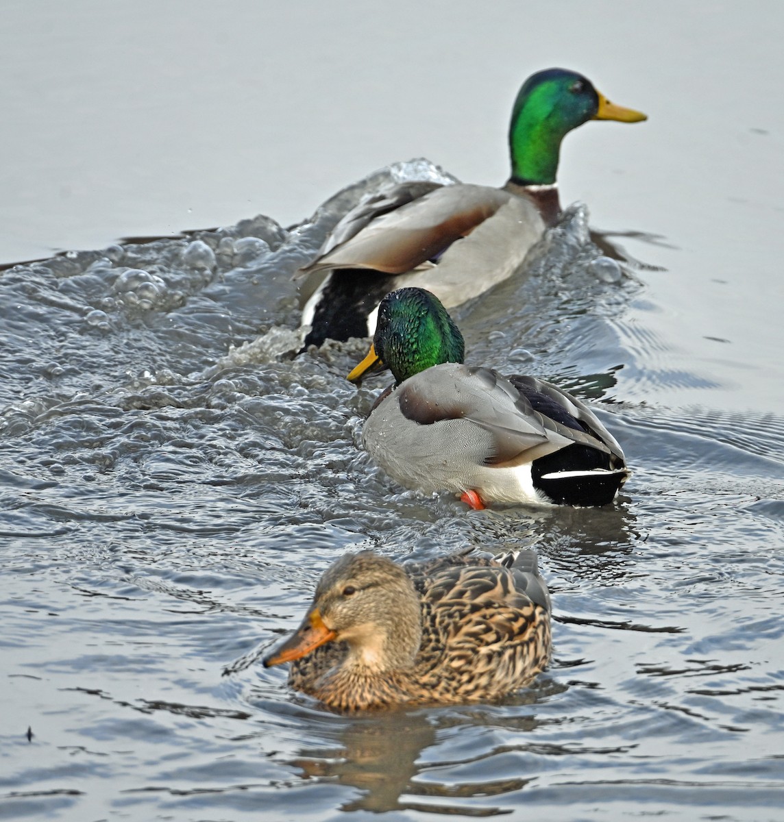 Mallard - ML646811171