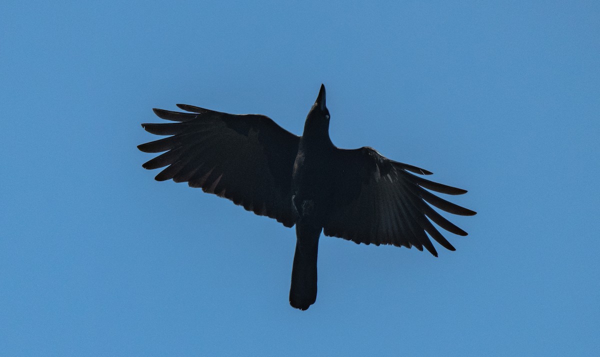 Large-billed Crow (Indian Jungle) - ML646811174