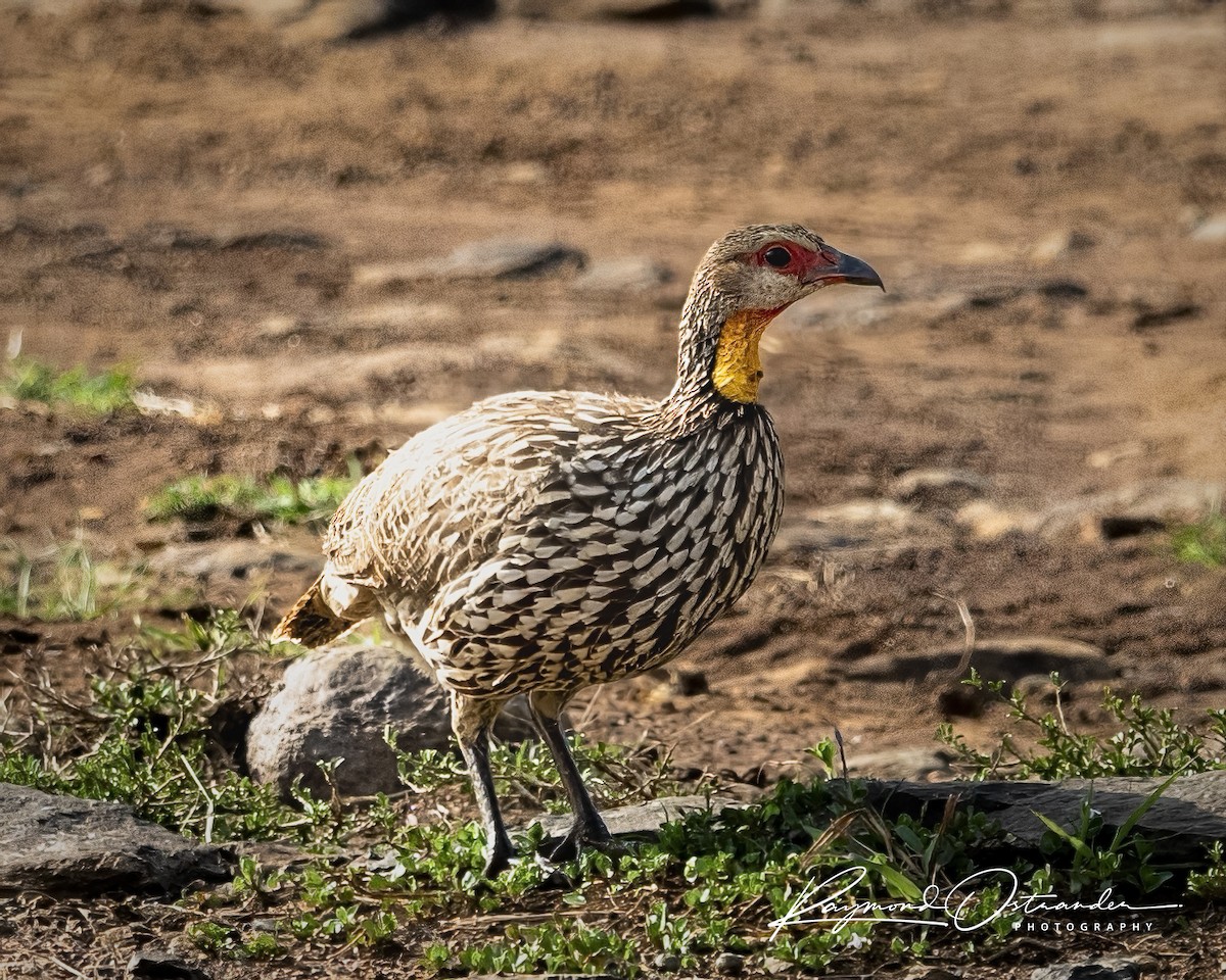 frankolín žlutohrdlý - ML646811175