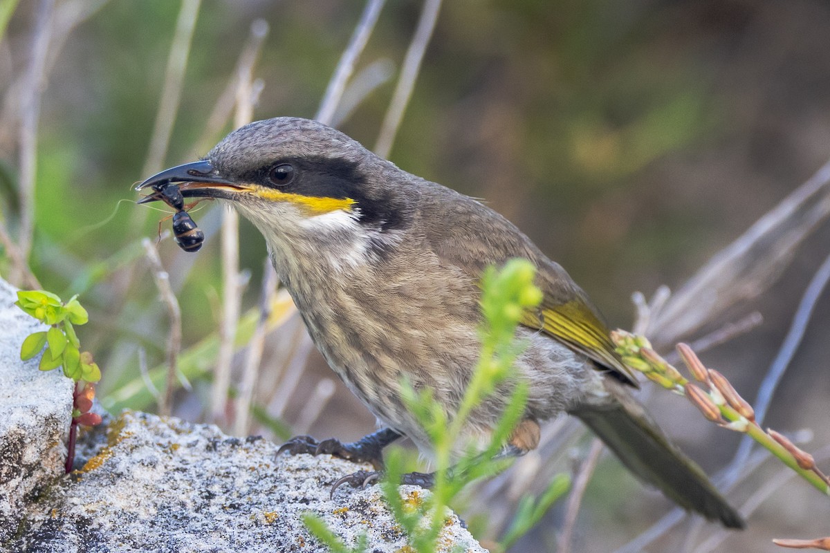 Singing Honeyeater - ML646811176