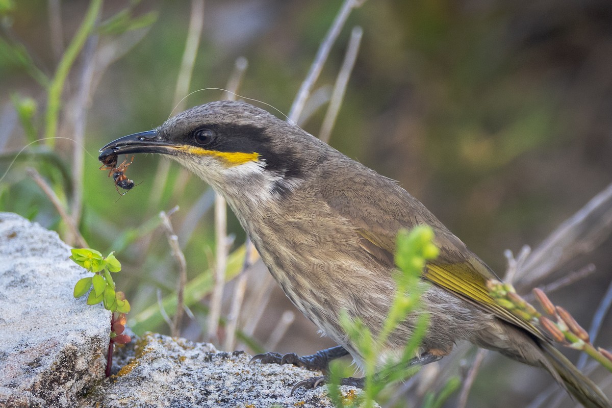 Singing Honeyeater - ML646811177