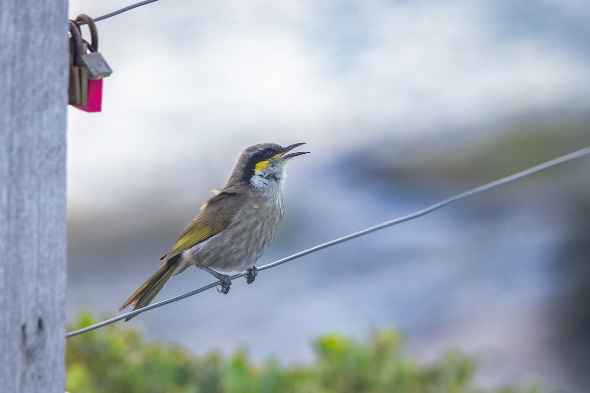 Singing Honeyeater - ML646811178