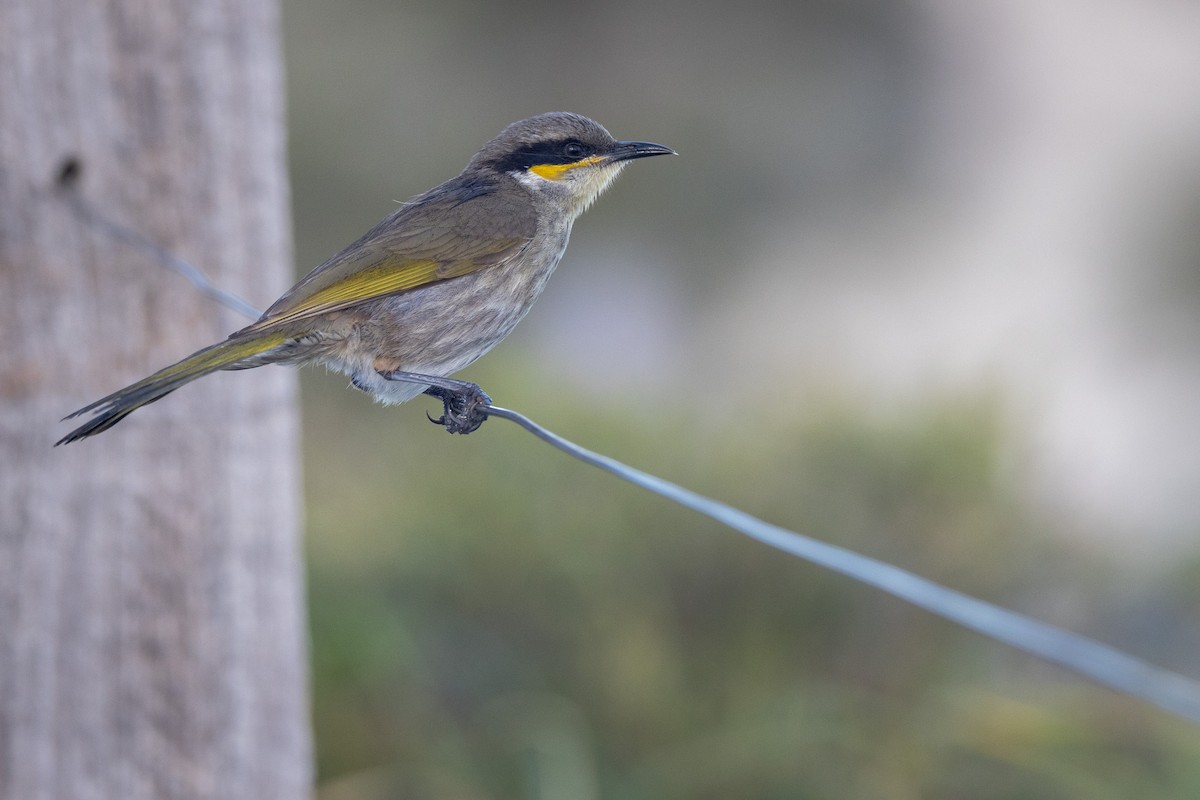 Singing Honeyeater - ML646811179