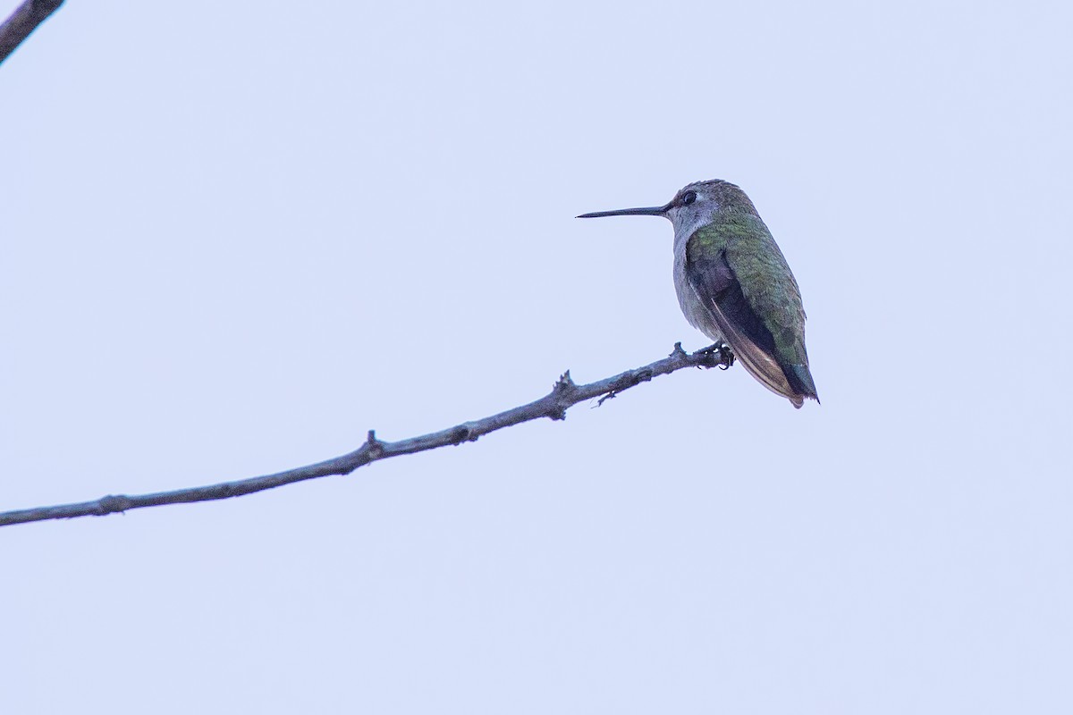 Costa's Hummingbird - ML646811180