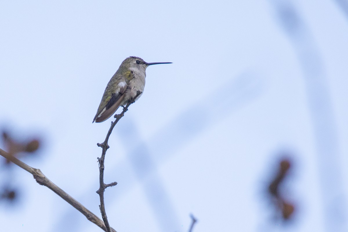 Costa's Hummingbird - ML646811181