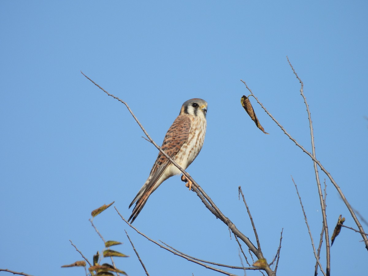 American Kestrel - ML646811182