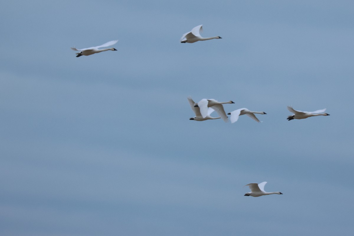 Гунгар хун - ML646811186