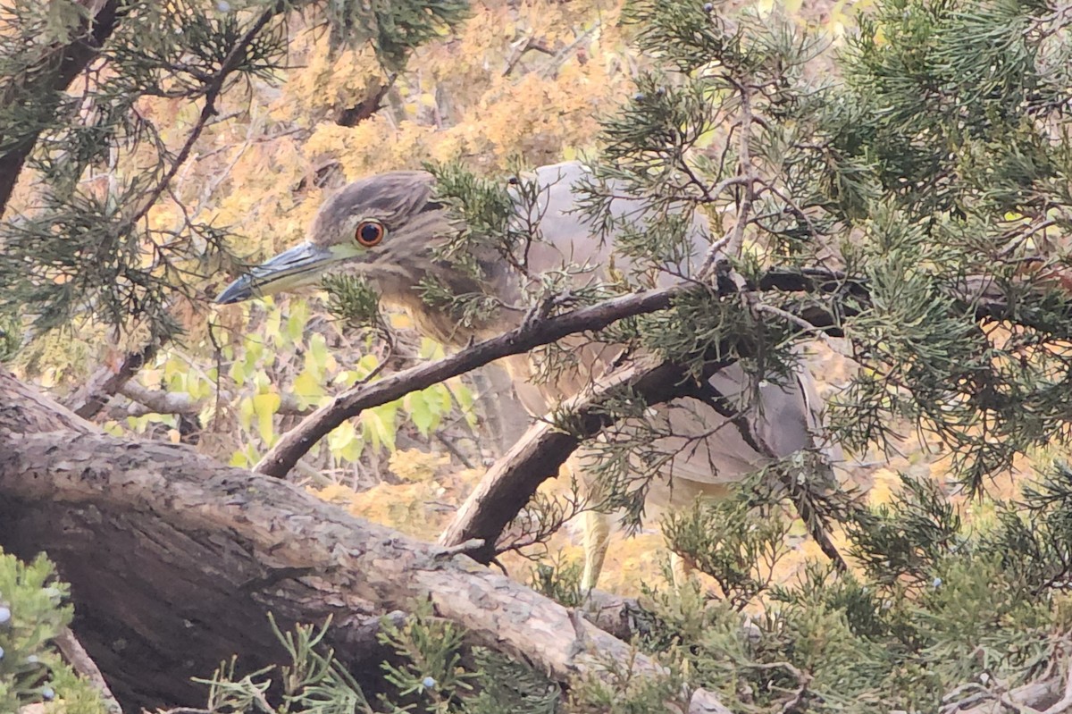 Black-crowned Night Heron - ML646811187
