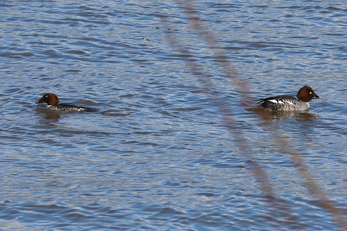 Common Goldeneye - ML646811188