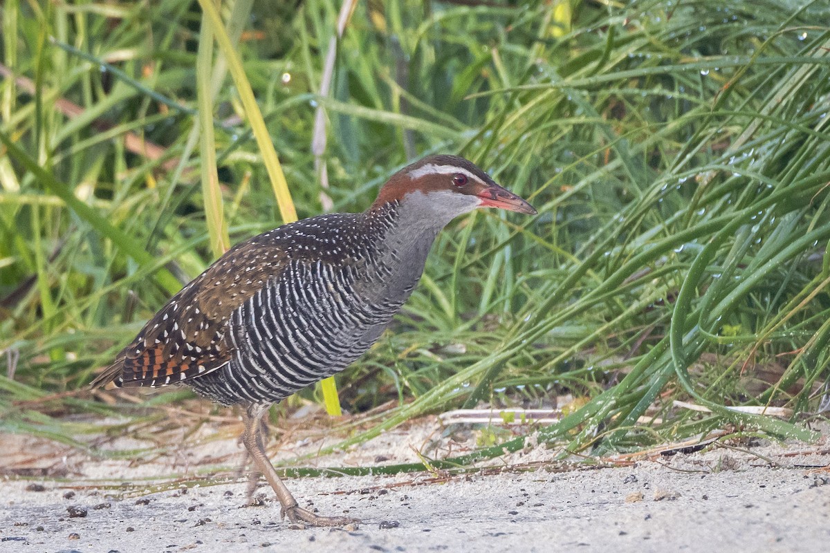 Buff-banded Rail - ML646811192