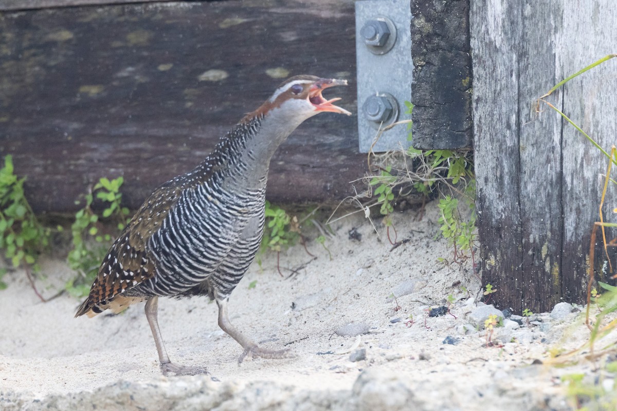 Buff-banded Rail - ML646811193