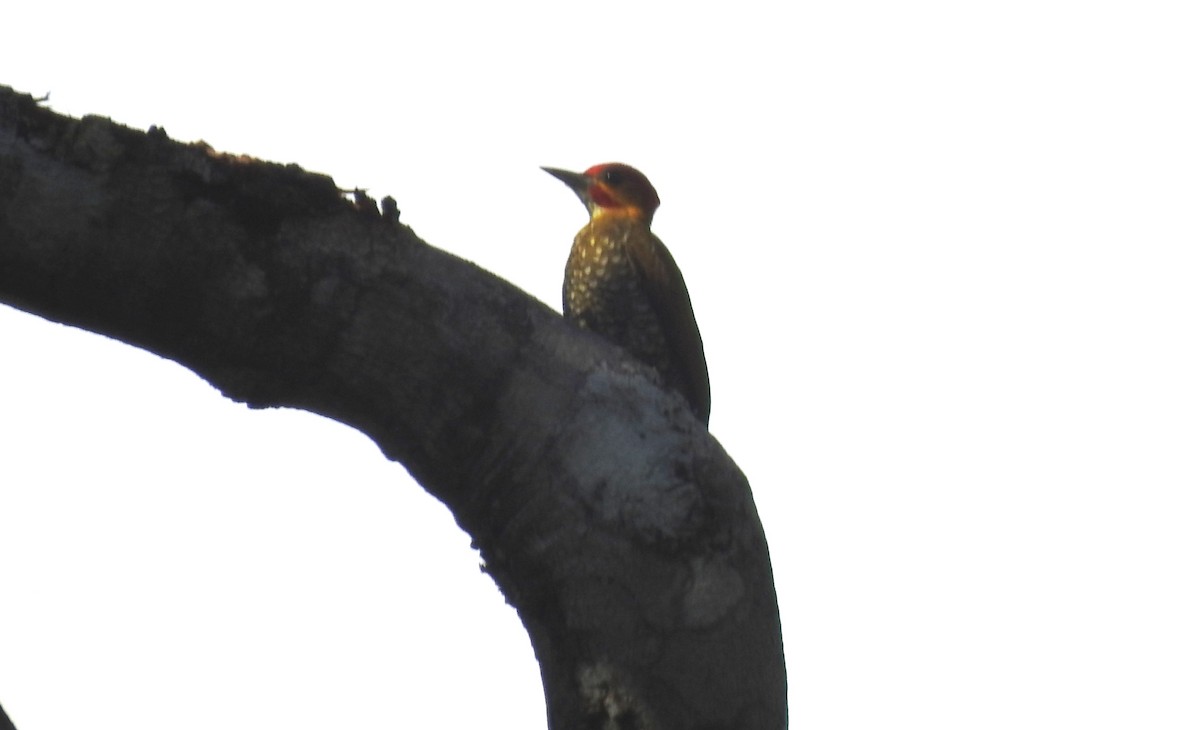 Weißkehlspecht - ML646811194