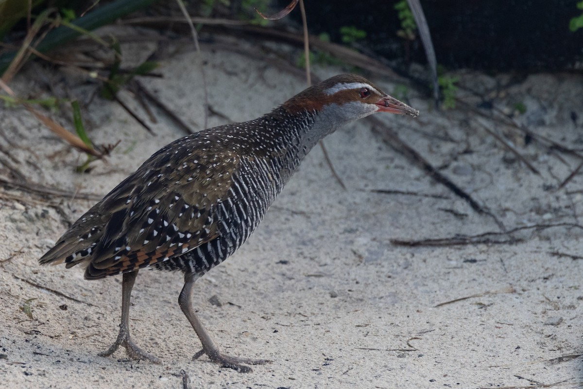 Buff-banded Rail - ML646811195