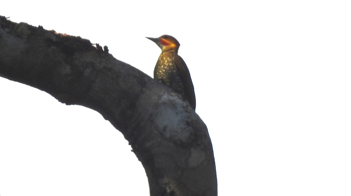 Weißkehlspecht - ML646811196