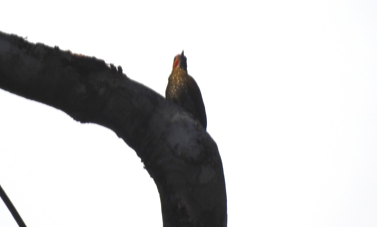 Weißkehlspecht - ML646811197