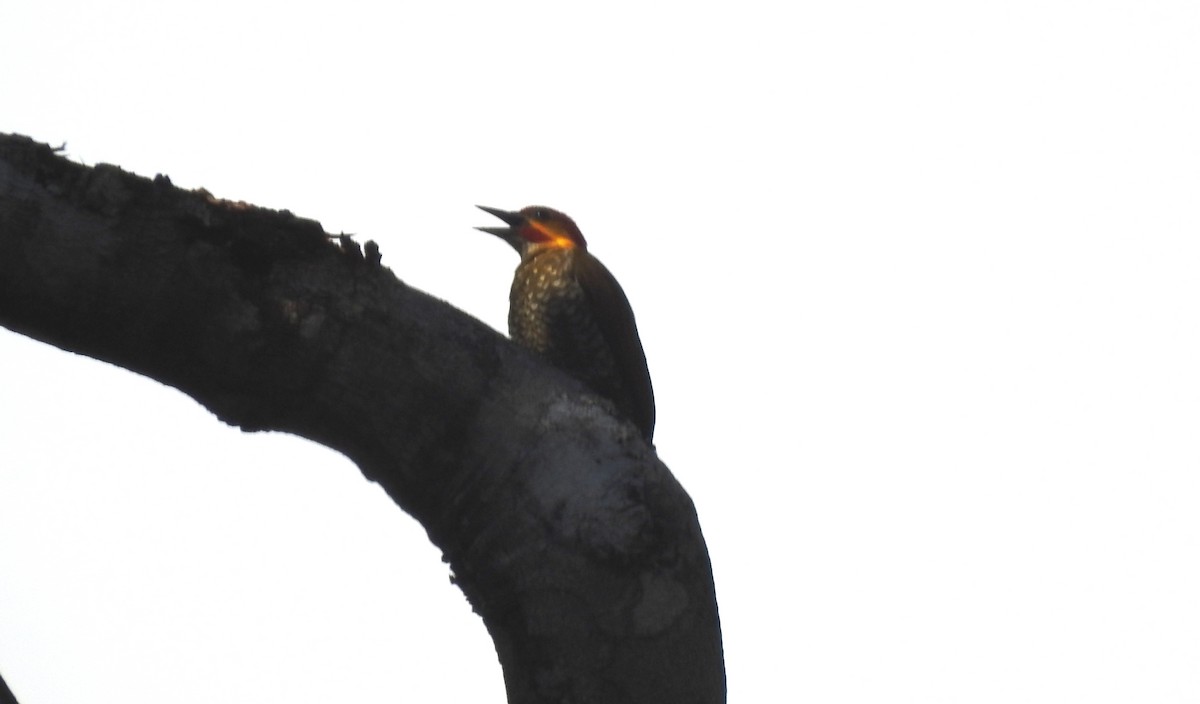 Weißkehlspecht - ML646811198