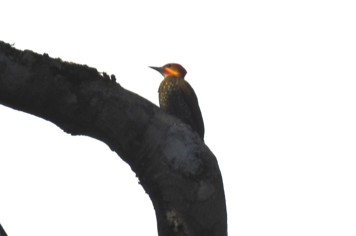 Weißkehlspecht - ML646811199