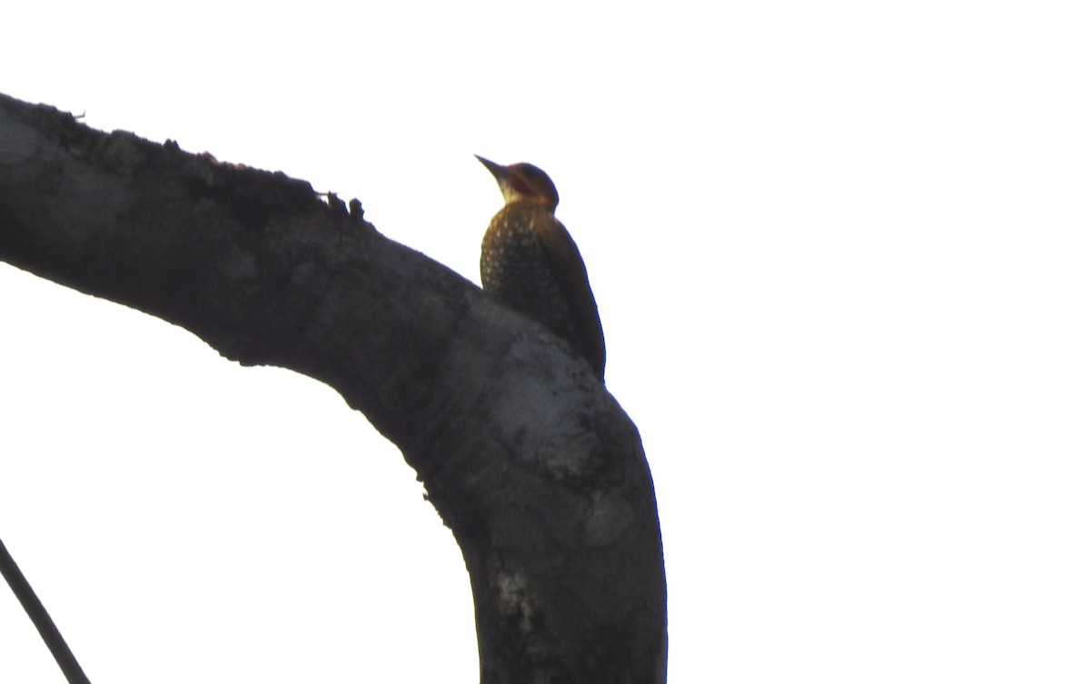 Weißkehlspecht - ML646811200