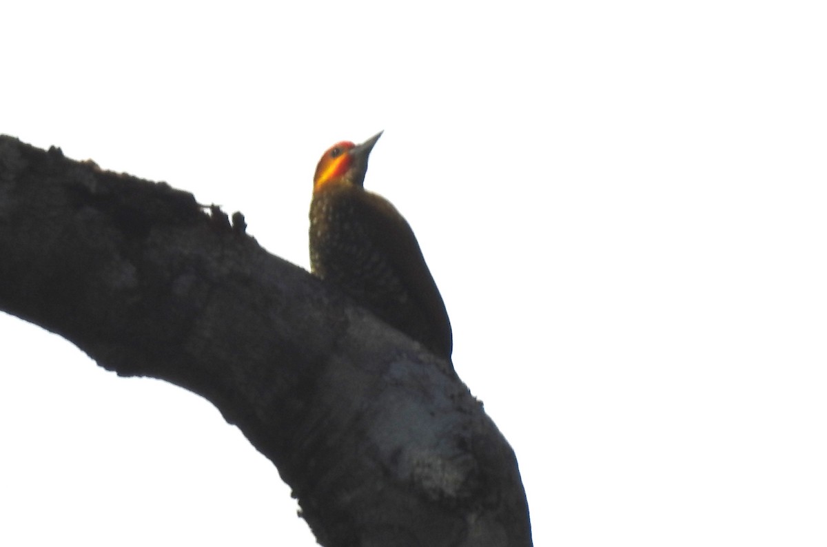 Weißkehlspecht - ML646811201