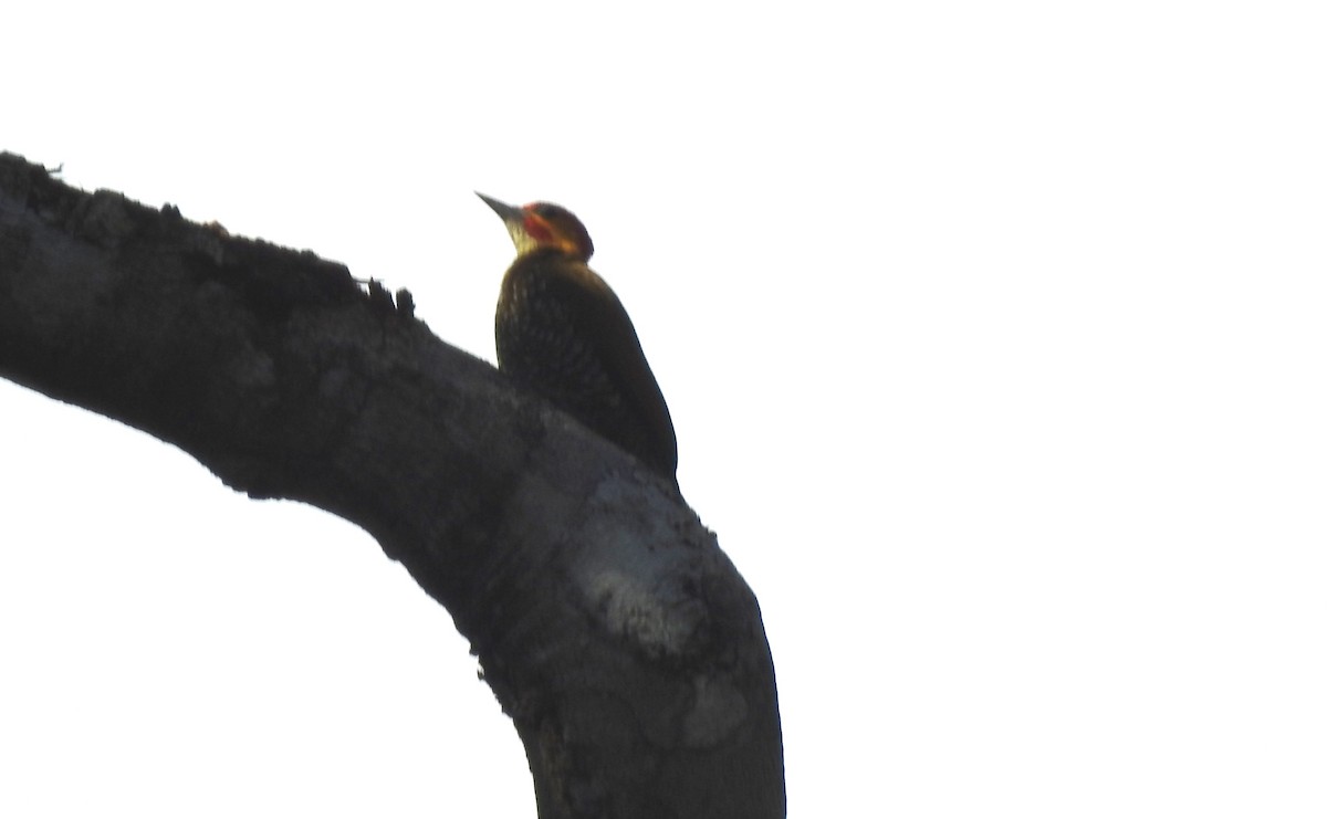 Weißkehlspecht - ML646811202