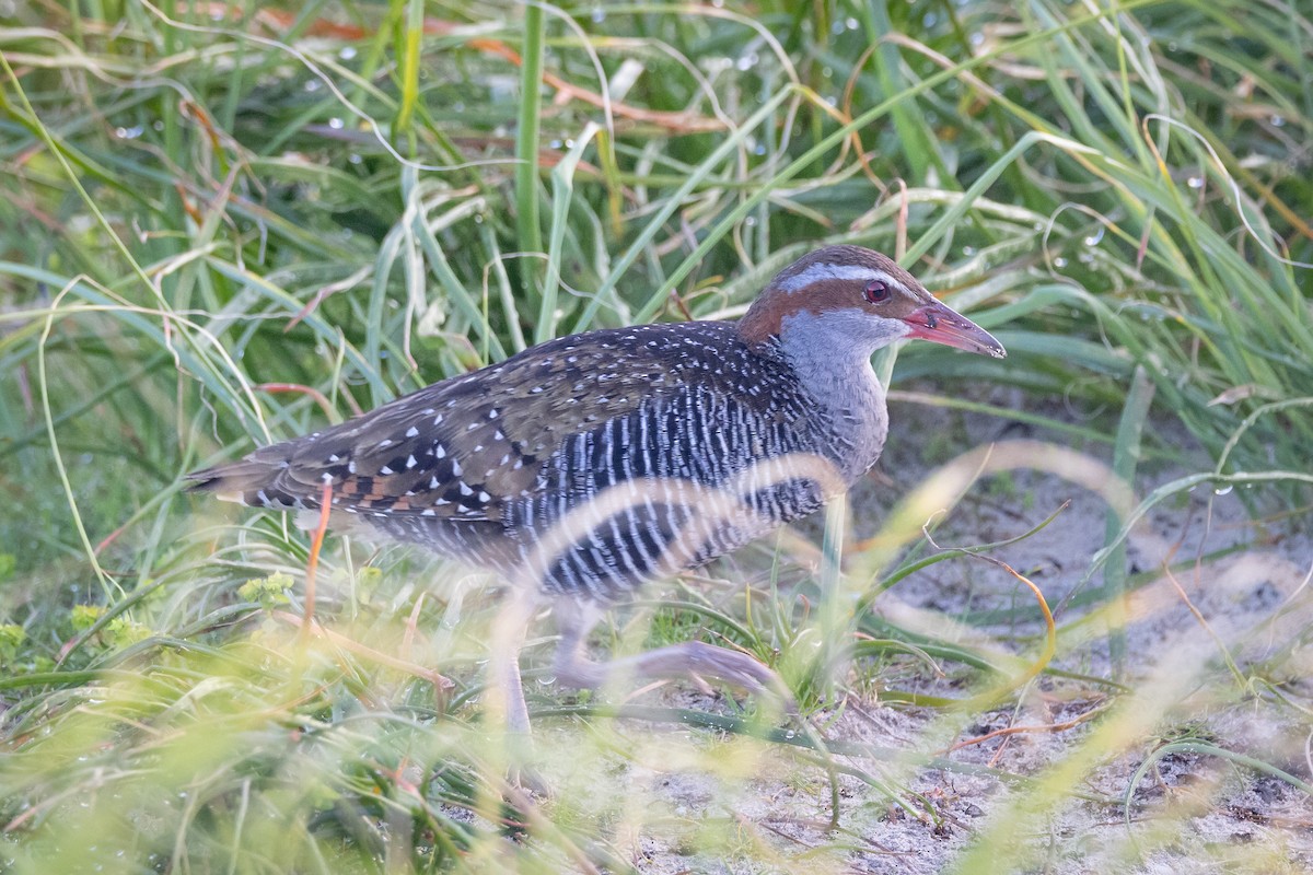 Buff-banded Rail - ML646811203