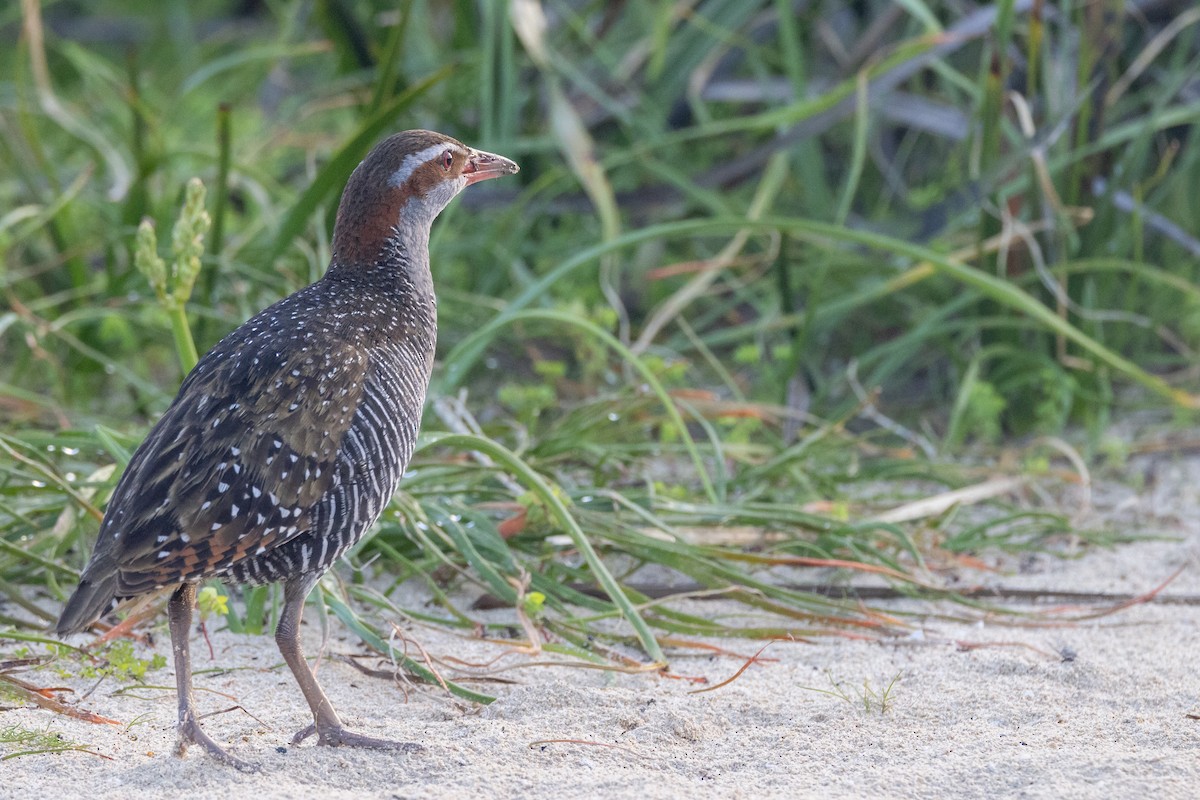 Buff-banded Rail - ML646811204