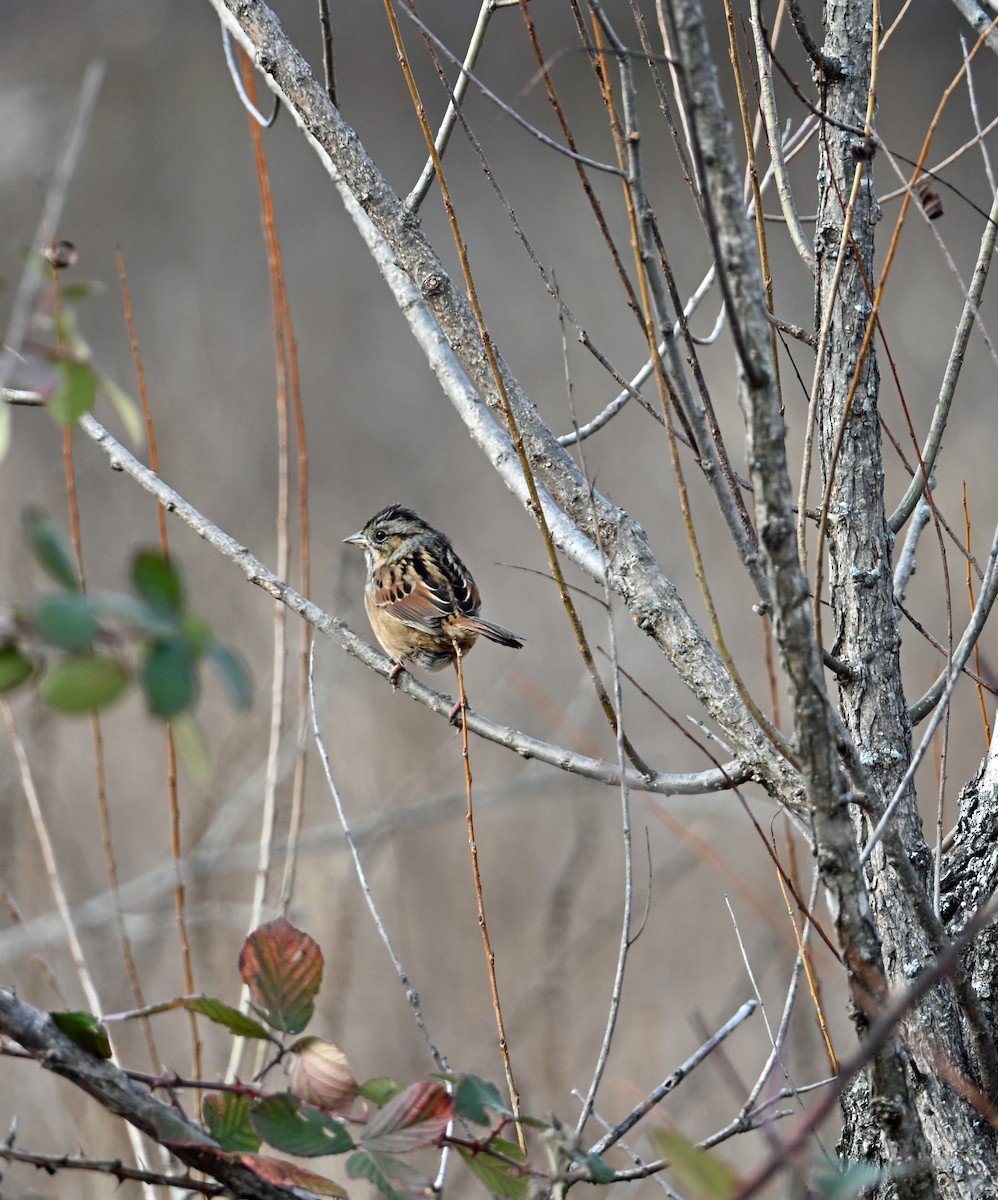 Swamp Sparrow - ML646811206