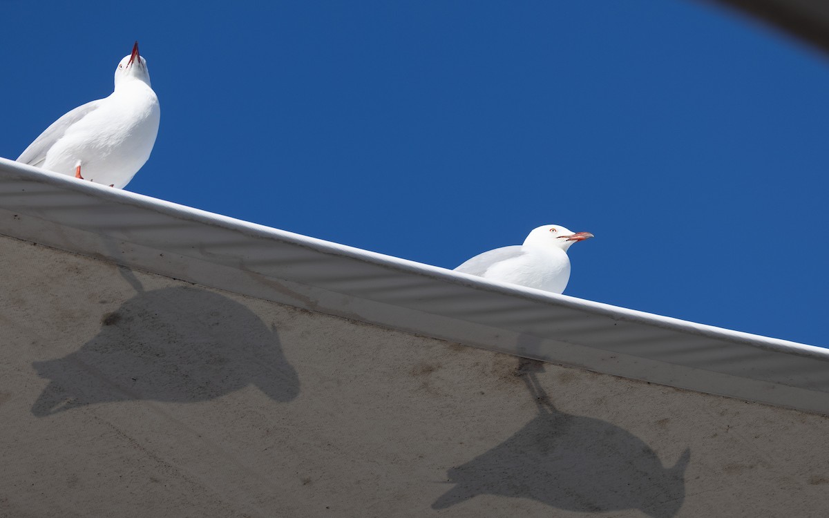 Zilar-antxeta - ML646811209