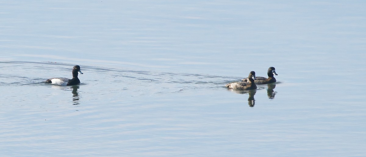 Murgilari txikia - ML646811210