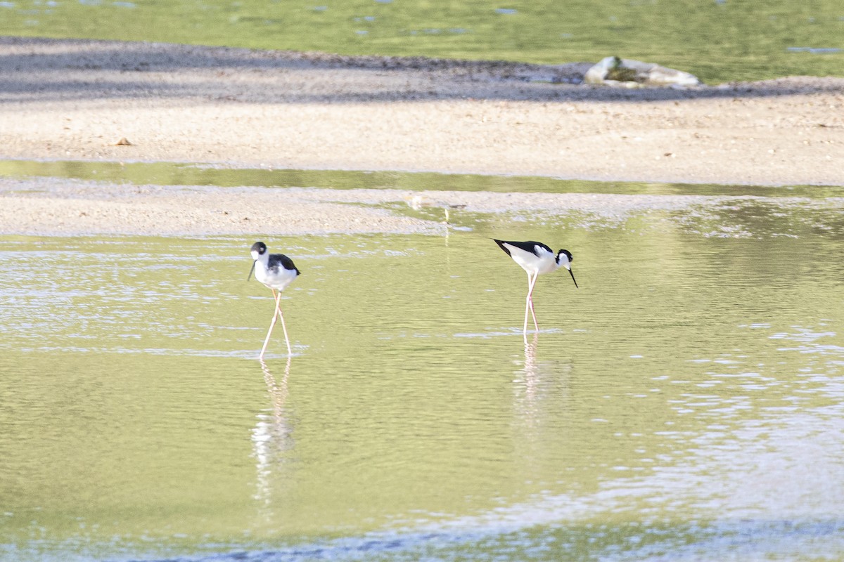 Black-necked Stilt - ML646811212