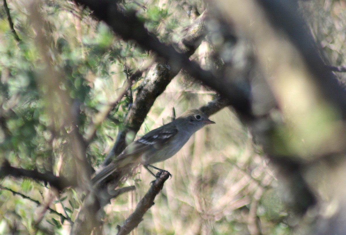 Élénie à bec court - ML646811215